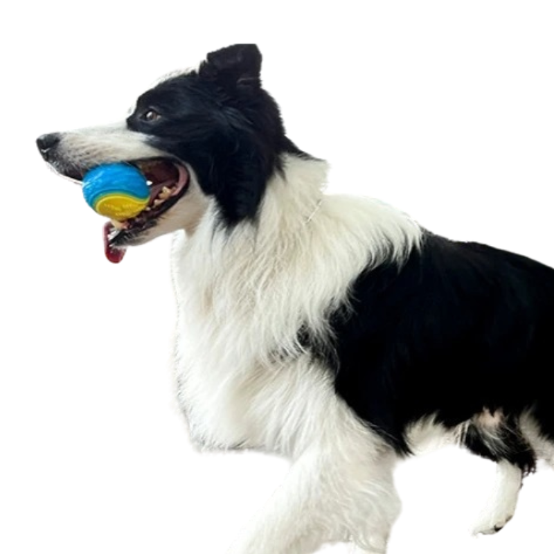 Balle caoutchouc chien