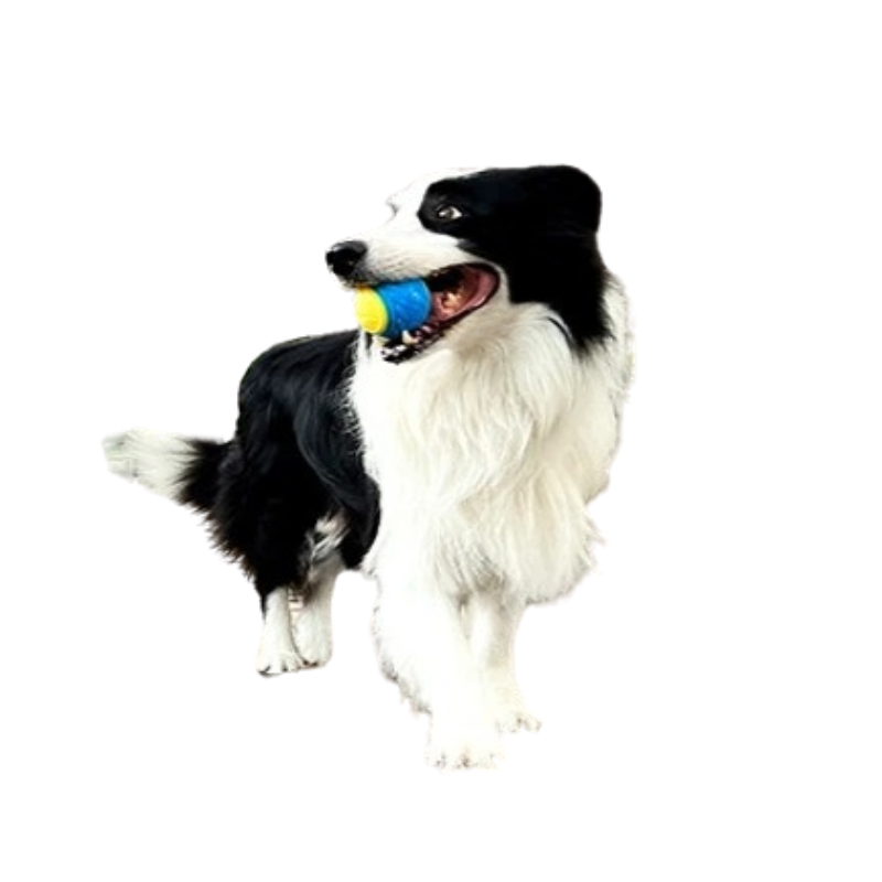 Balle caoutchouc chien
