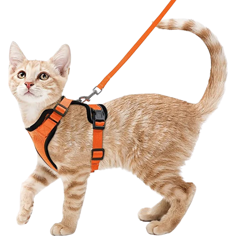 Harnais et Laisse Chat