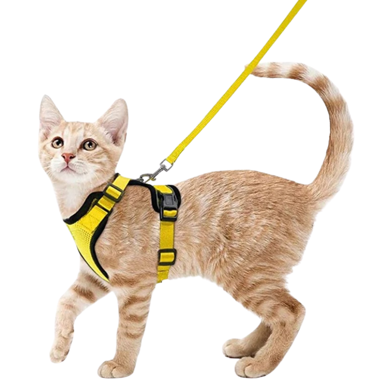 Harnais et Laisse Chat
