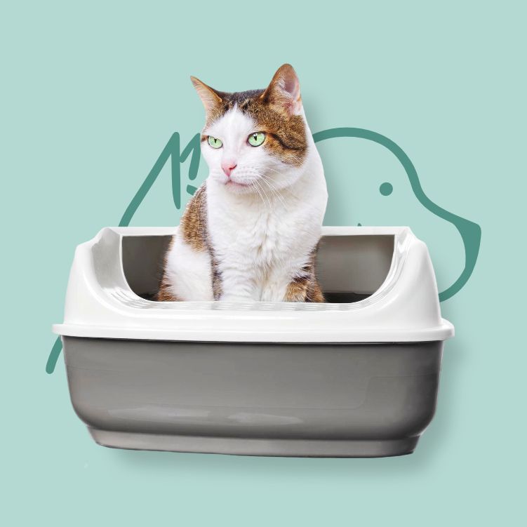 Litières & Accessoires