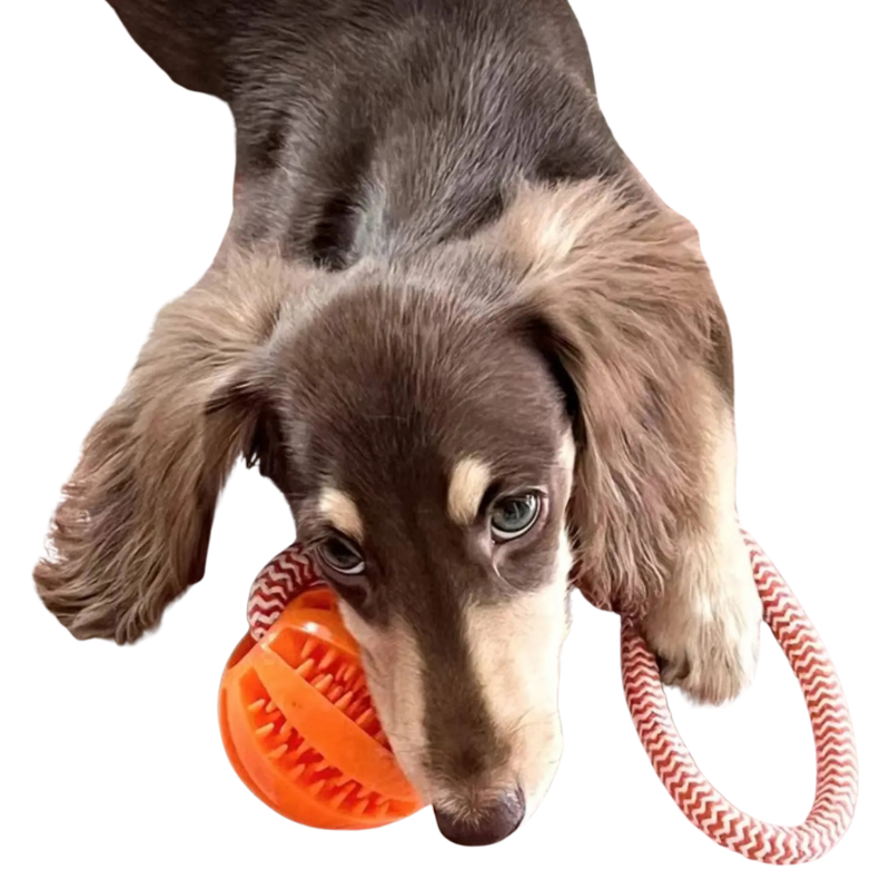 Balle À Mâcher Pour Chien Avec Corde