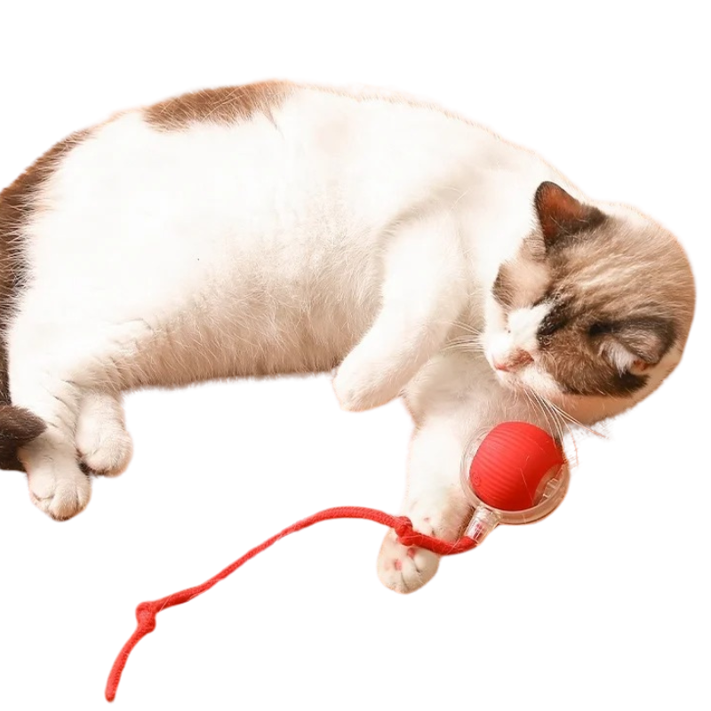 Balle Électrique Chat