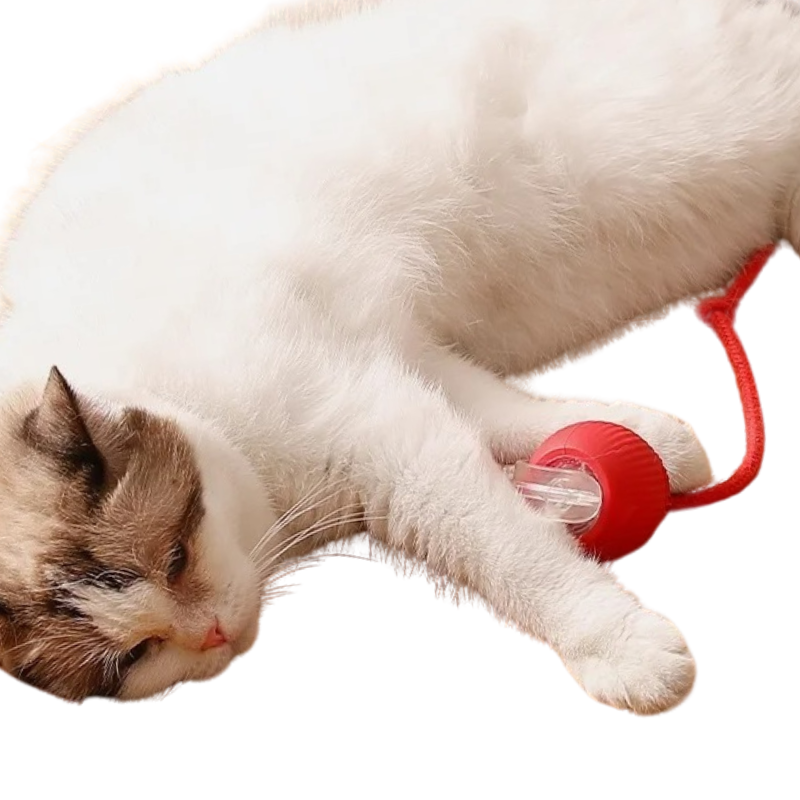 Balle Électrique Chat