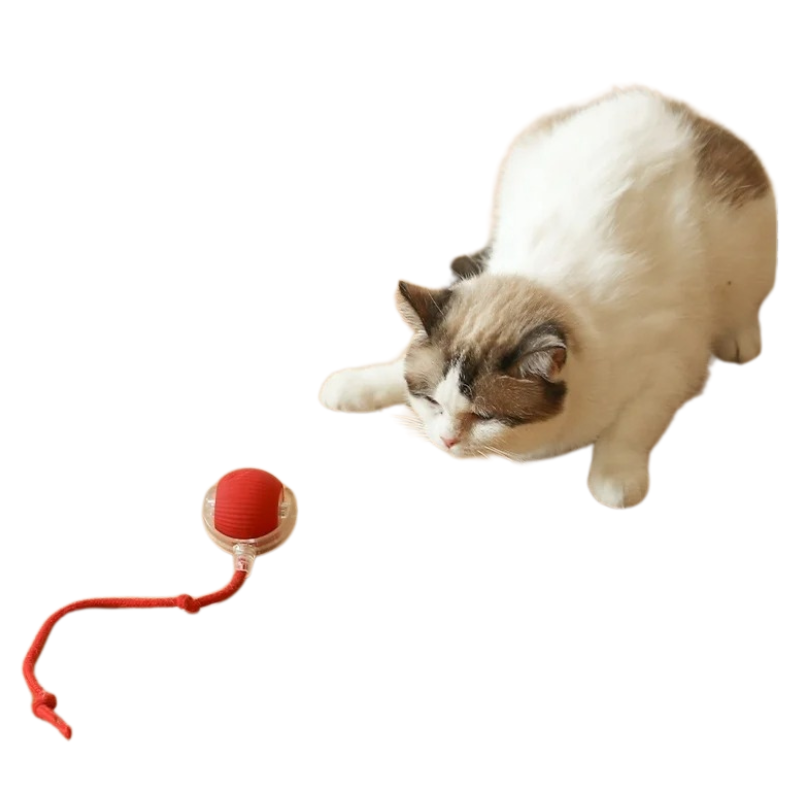 Balle Électrique Chat