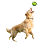 Balle Sonore Interactive Pour Chiens