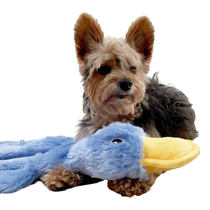 Canard En Peluche Couineur Pour Chiens