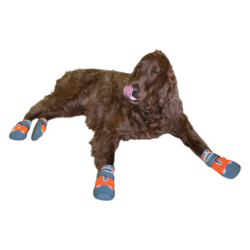Chaussures Antidérapantes pour Chien