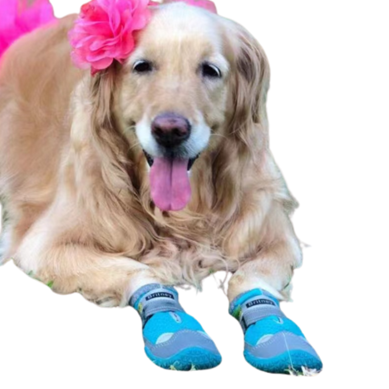 Chaussures Antidérapantes pour Chien