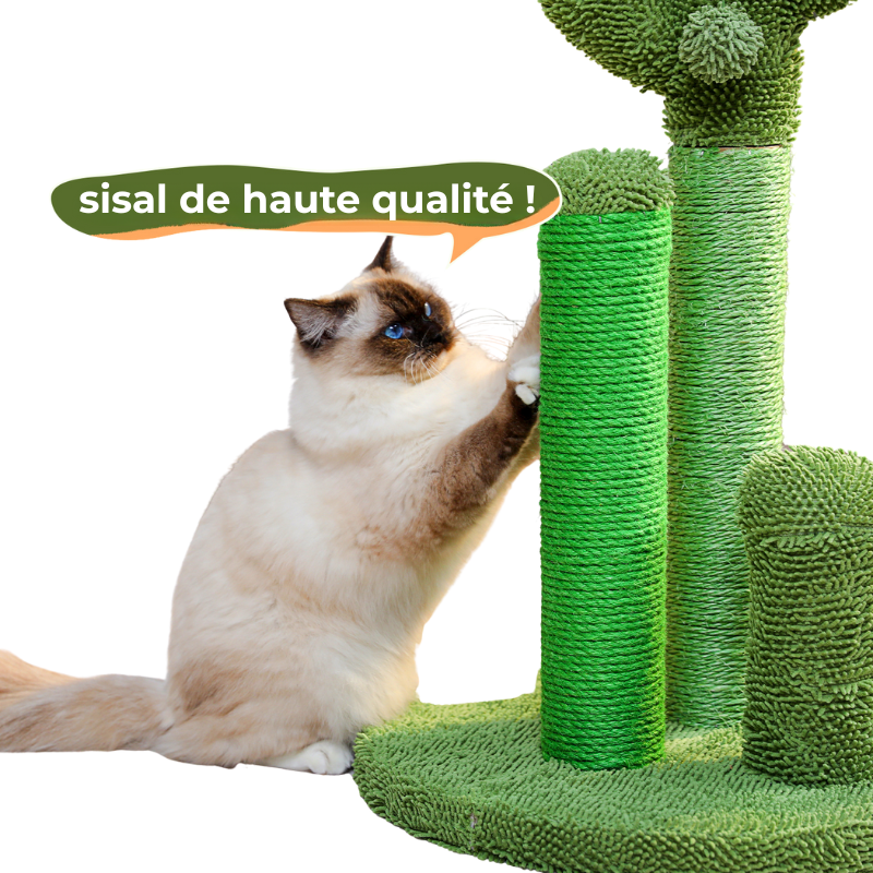Griffoir Cactus pour Chat