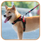 Harnais Chien Resistant