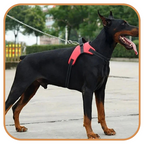 Harnais Chien Resistant