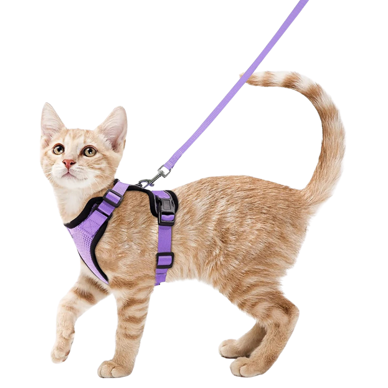 Harnais et Laisse Chat