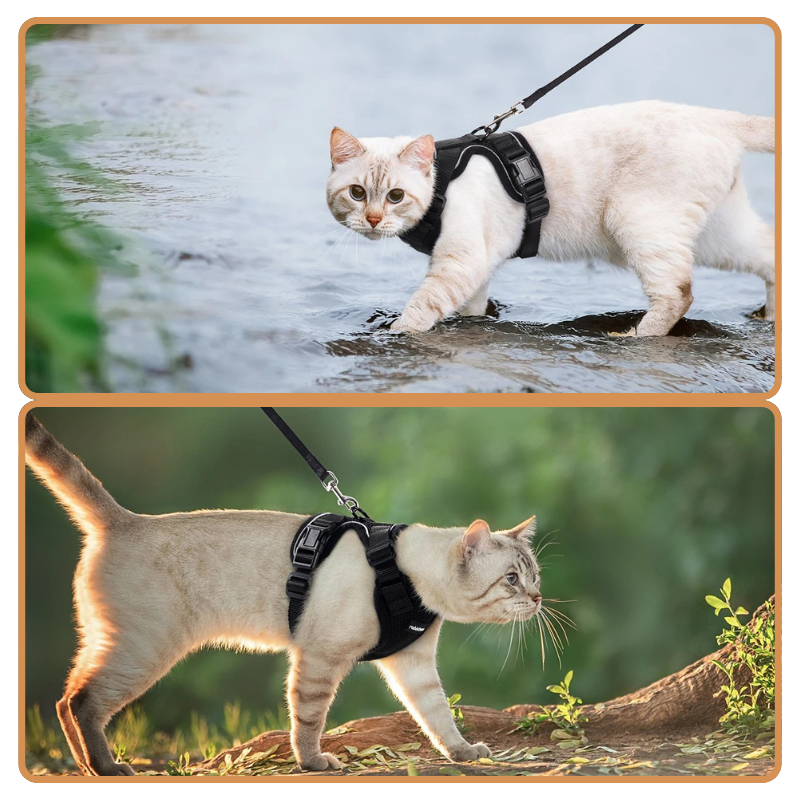Harnais et Laisse Chat
