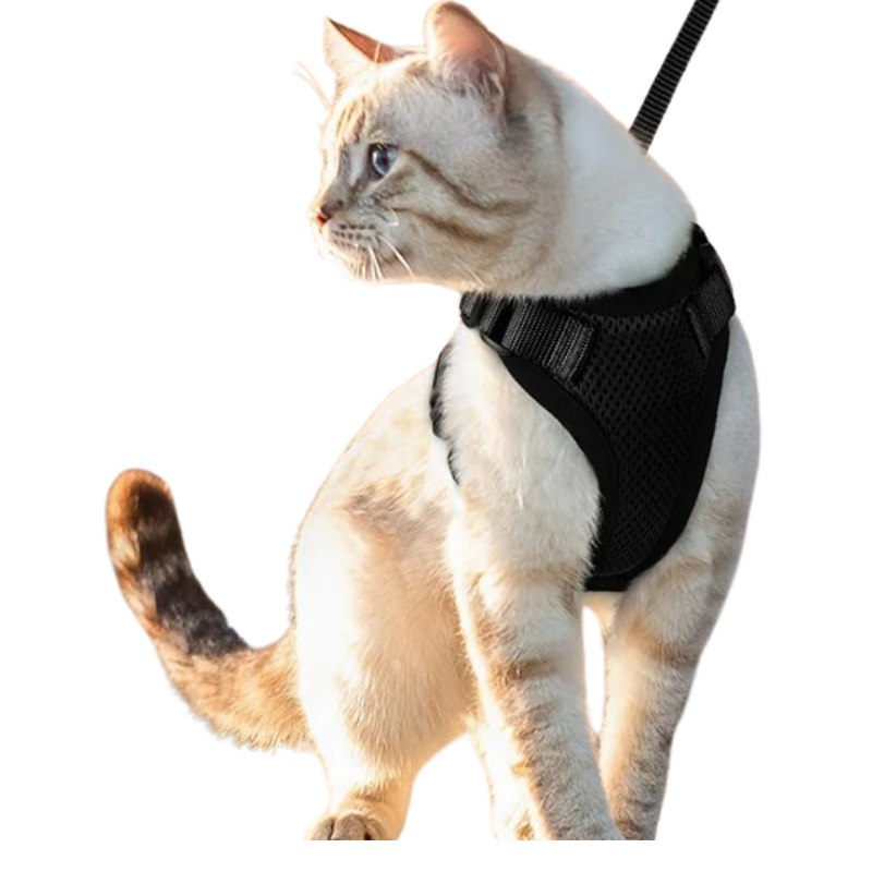 Harnais et Laisse Chat