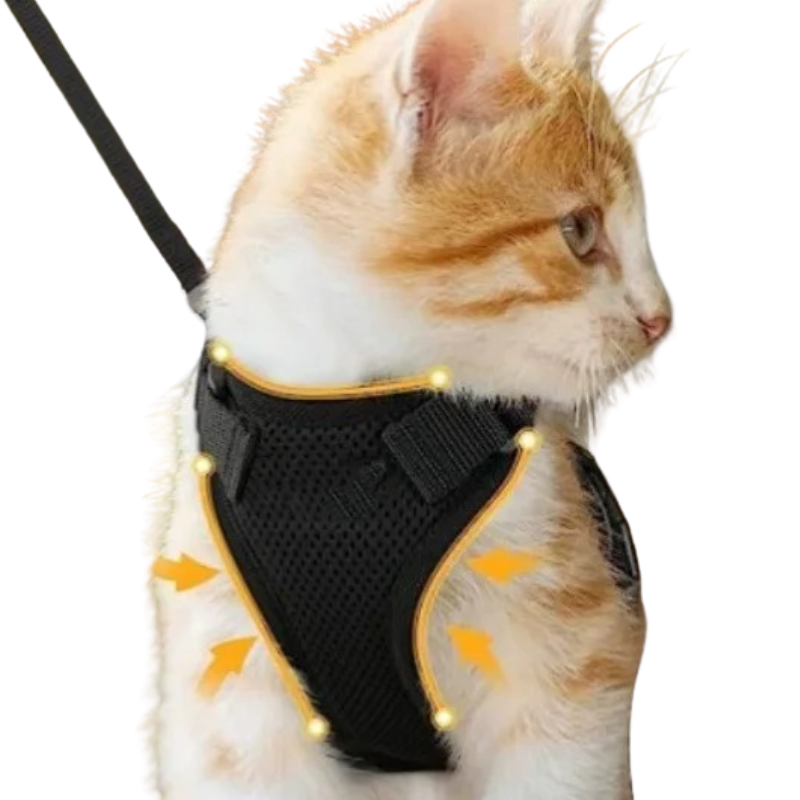 Harnais et Laisse Chat