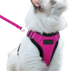 Harnais et Laisse Chat