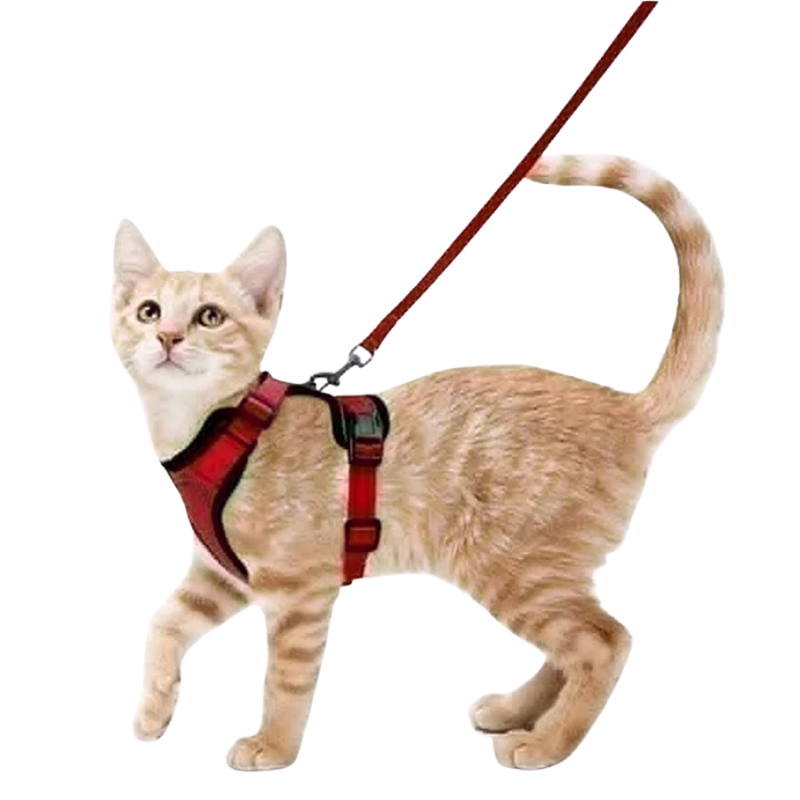 Harnais et Laisse Chat