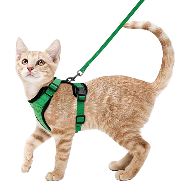 Harnais et Laisse Chat
