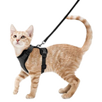Harnais et Laisse Chat
