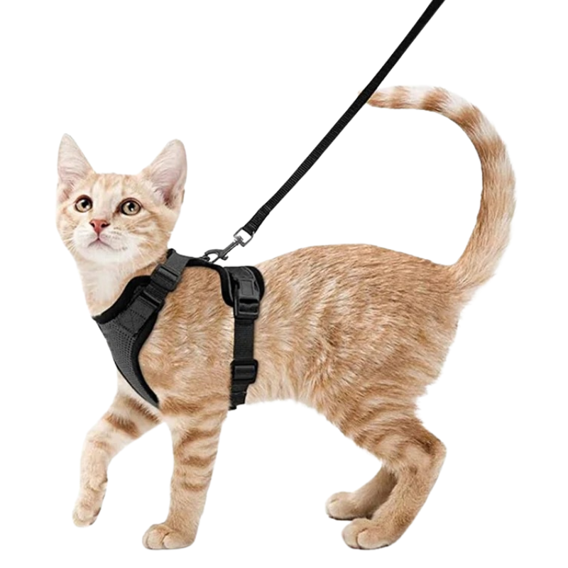 Harnais et Laisse Chat