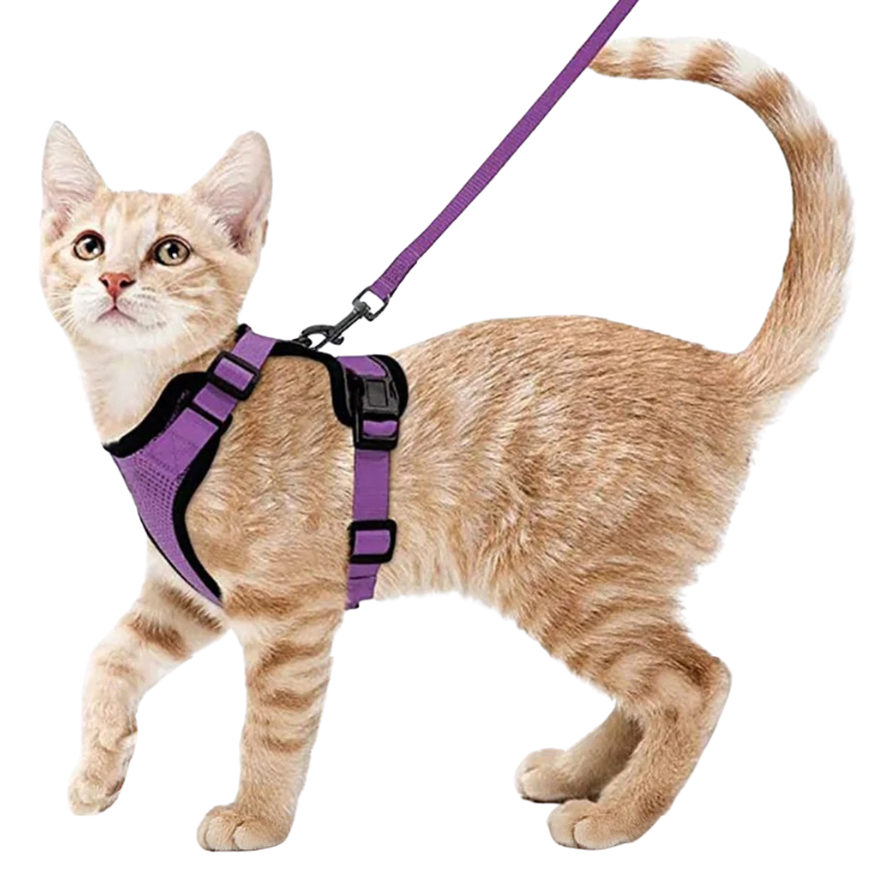 Harnais et Laisse Chat