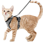 Harnais et Laisse Chat