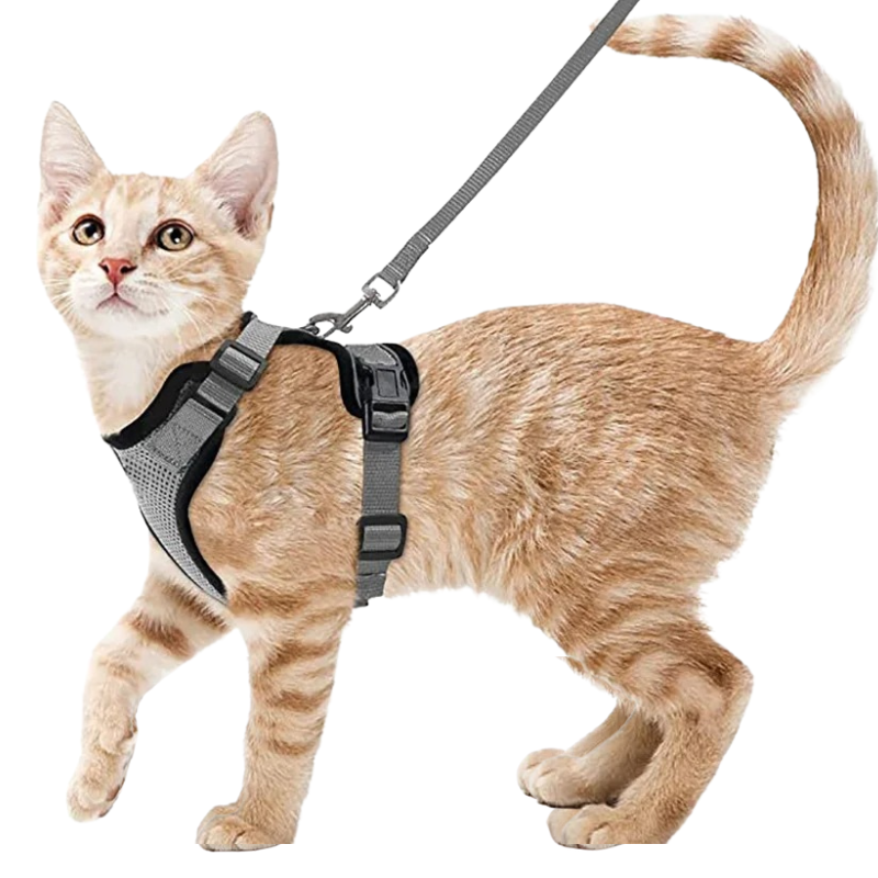 Harnais et Laisse Chat