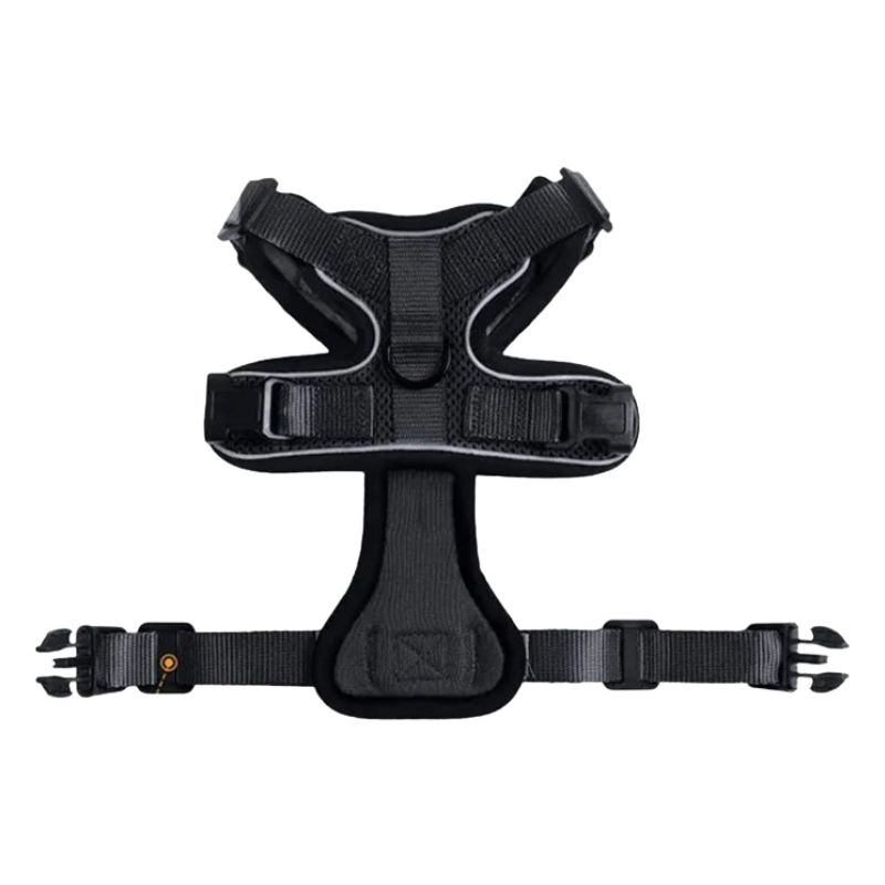 Harnais et Laisse Chat