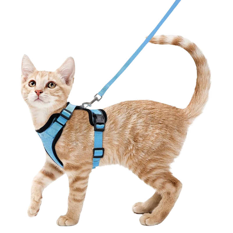 Harnais et Laisse Chat