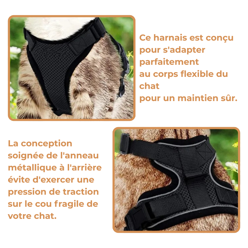 Harnais et Laisse Chat