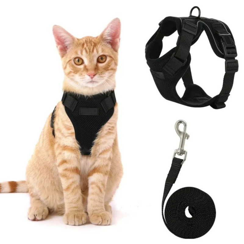 Harnais et Laisse Chat