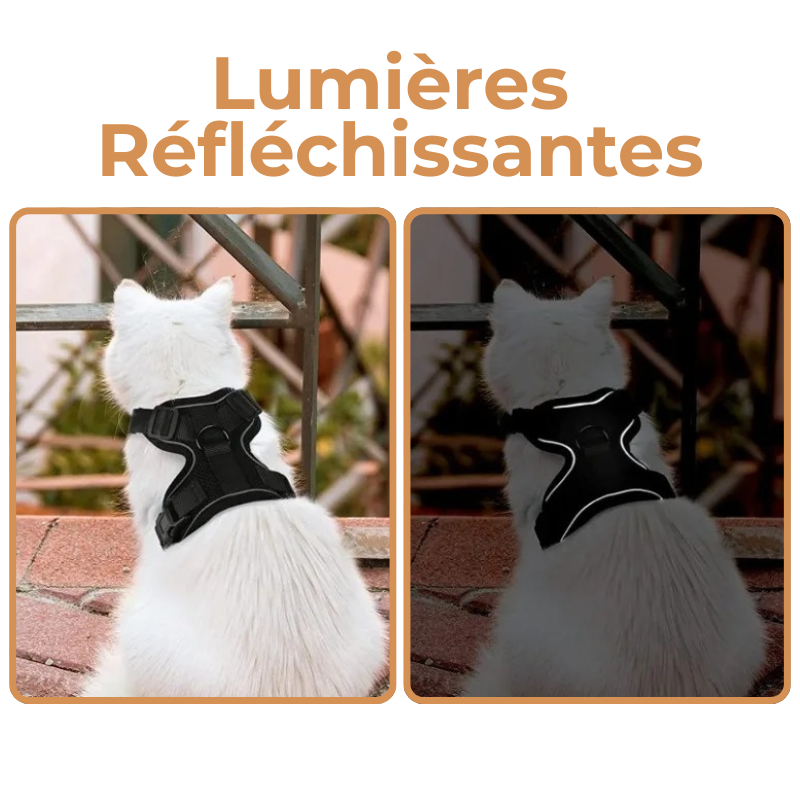 Harnais et Laisse Chat