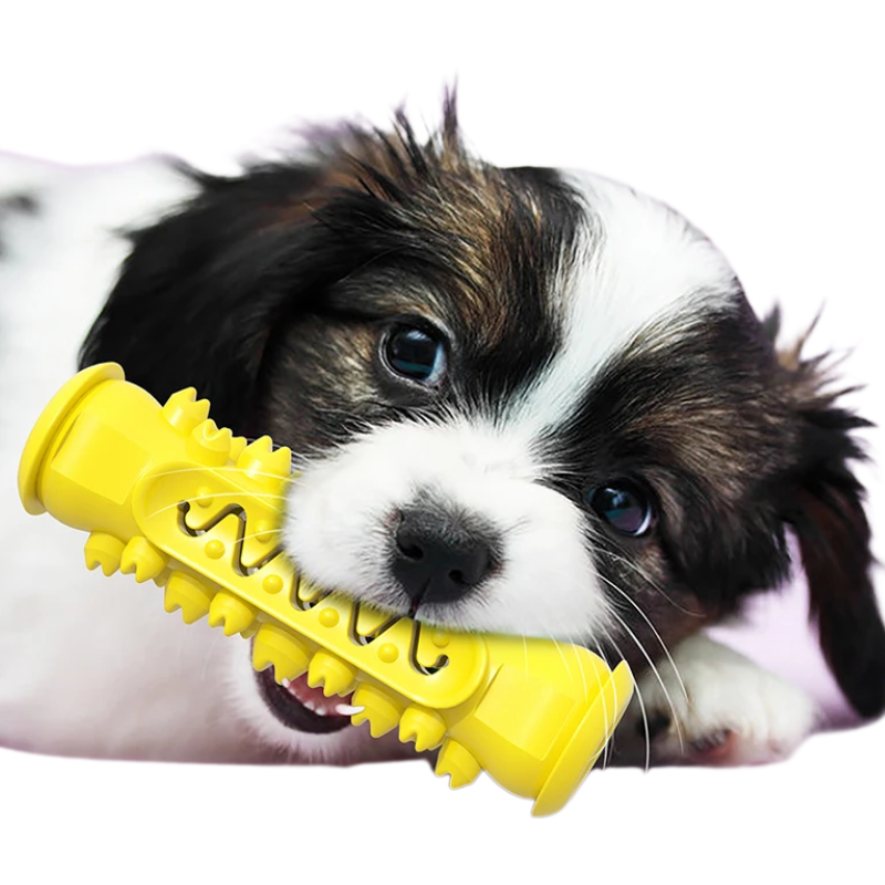 Jouet Molaire Chien à Mâcher