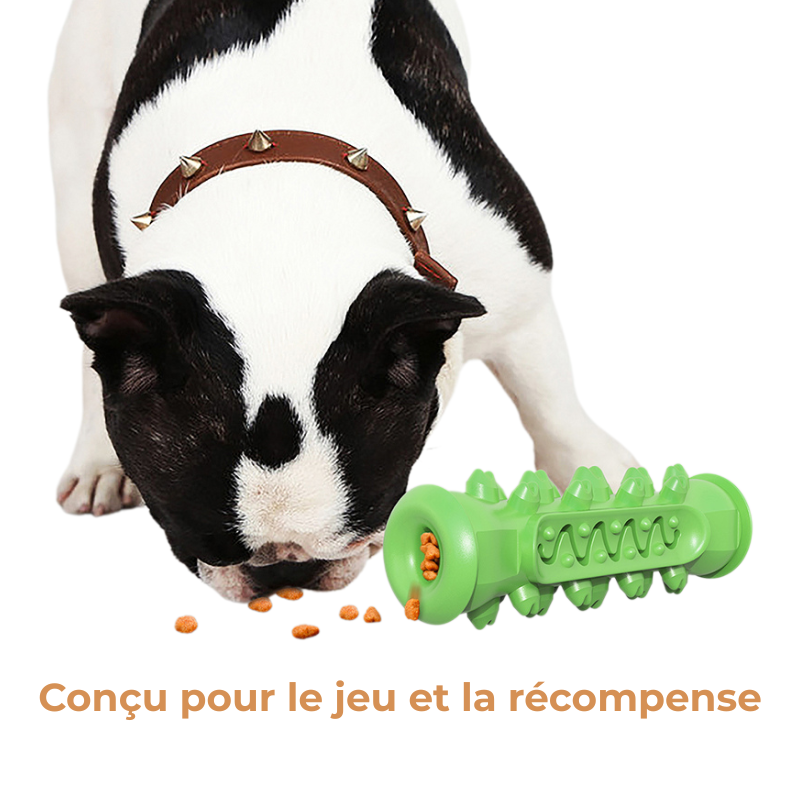 Jouet Molaire Chien à Mâcher