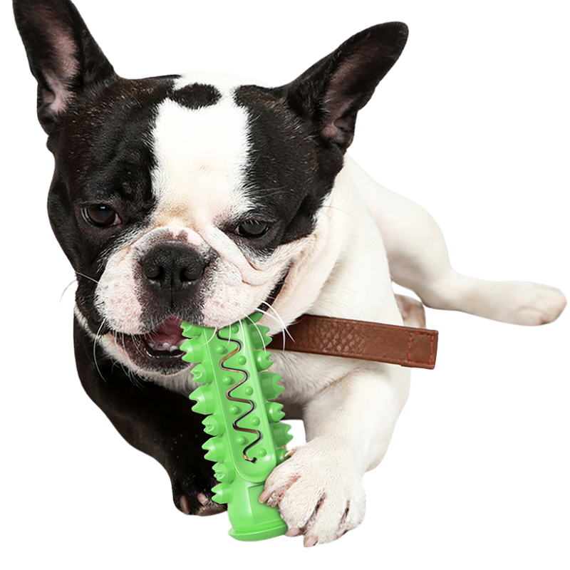 Jouet Molaire Chien à Mâcher