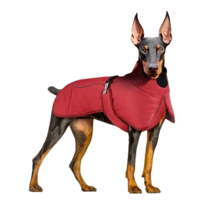 Manteau Hiver pour Grand Chien